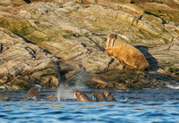 2019 Silver Cloud Expedition - Greenland and Canadian Arctic