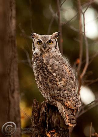 Great horned Owl - Calgary Bird Sanctury