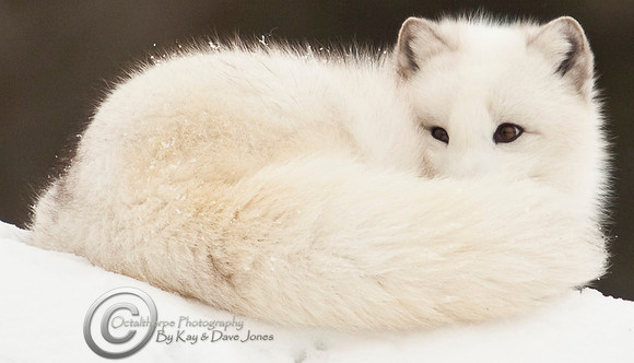 Arctic Fox