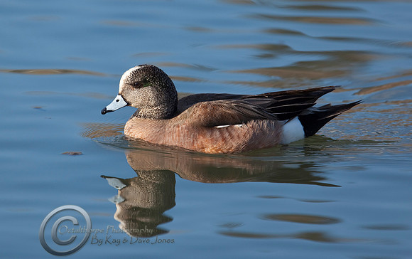 American Widgeon