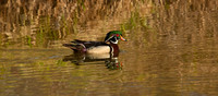 Wood Duck