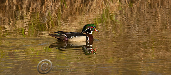 Wood Duck