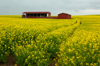 Canola Field - Southern Alberta