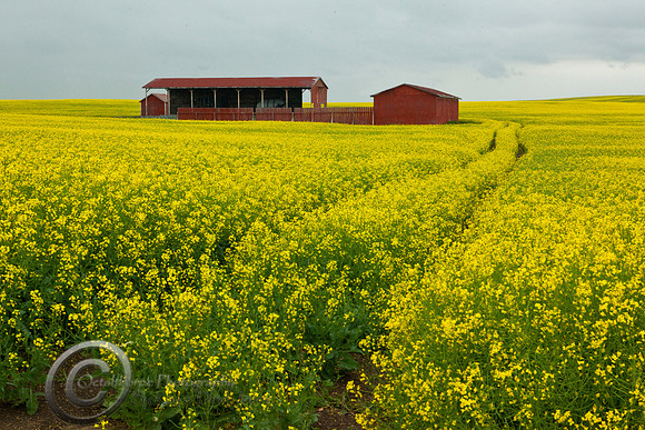 Canola Field - Southern Alberta