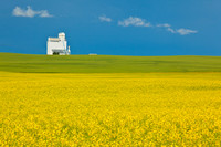 Summer Canola field - Southern Alberta