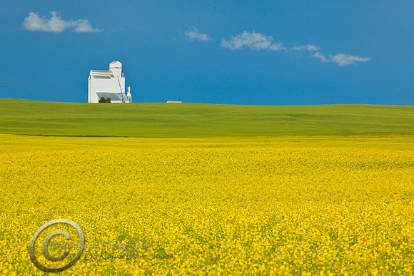 Summer Canola field - Southern Alberta