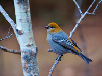 CrossBill