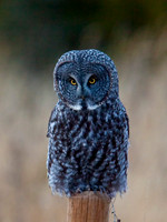 Gray Owl