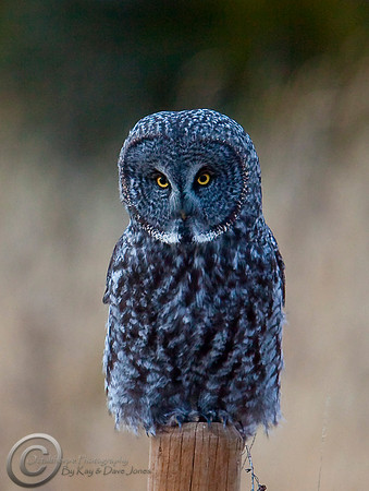 Gray Owl