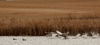 Swan & Ducks - Take Flight