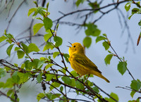 Yellow Warbler