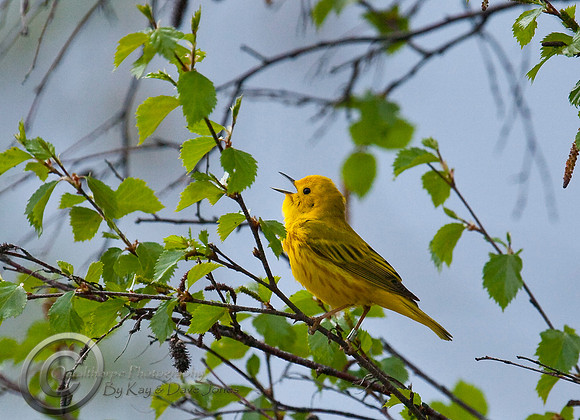Yellow Warbler