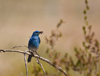 Mountain Blue Bird