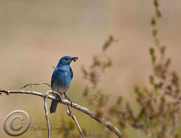 Mountain Blue Bird