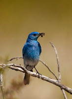 Mountain Blue Bird