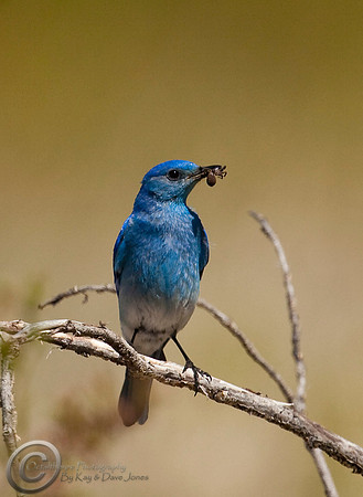 Mountain Blue Bird