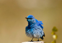 Mountain Blue Bird