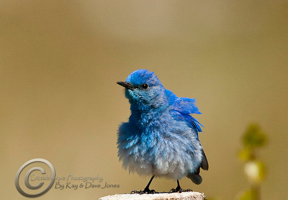 Mountain Blue Bird