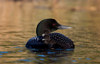 Loon