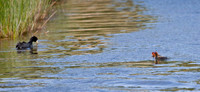 American Coot
