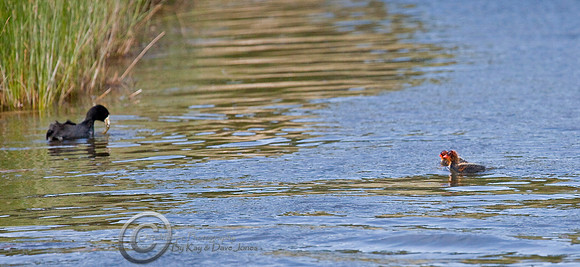 American Coot