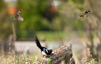 King Birds and Magpie