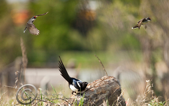 King Birds and Magpie