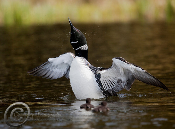 Loon