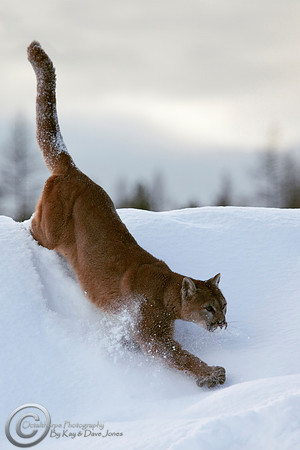 Mountain Lion
