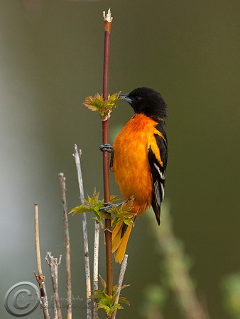 Baltimore Oriole