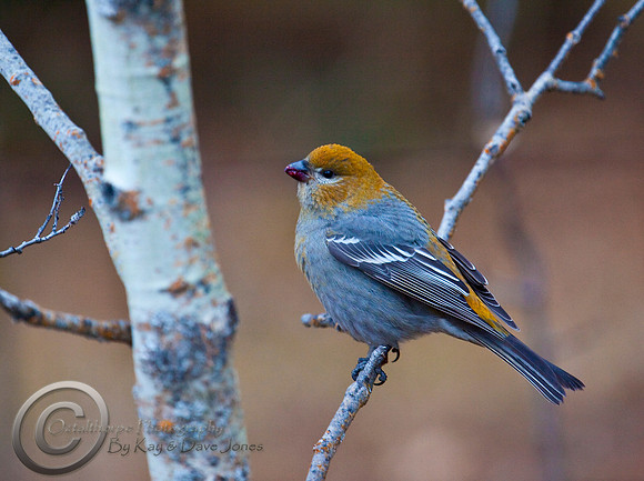 CrossBill