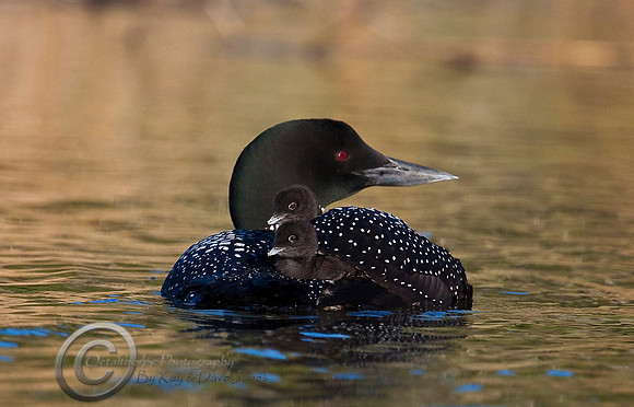 Loon