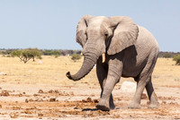 Africa 2006