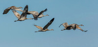 Sandhill Crane take flight