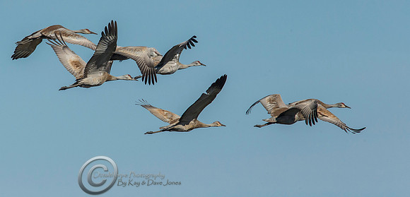 Sandhill Crane take flight