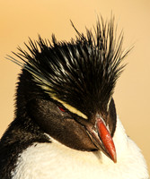 Falkand Islands - New island, West point Island and Port Stanley