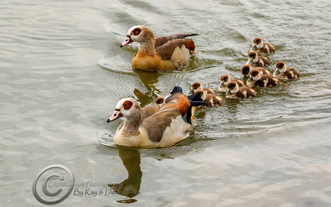Egyptian Geese - Ruedesheim 2