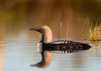Pacific Loon
