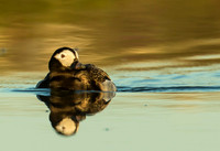 Long Tail Duck