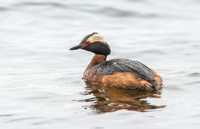 Horned Grebe