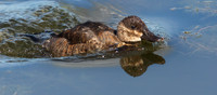 Grebe