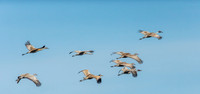 Sandhill Crane