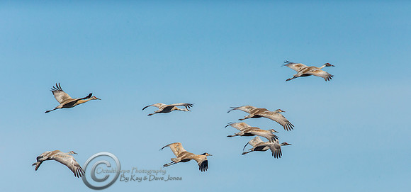 Sandhill Crane