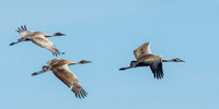 Cranes, Egret, Storks, Vulture