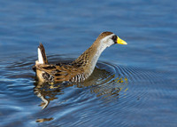 Sora