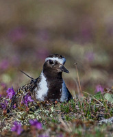 American Golden Plover